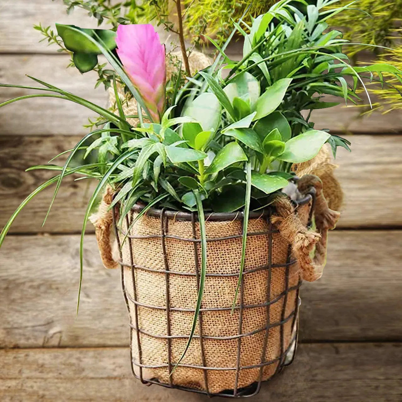 Burlap Tree Wraps,4 Rolls