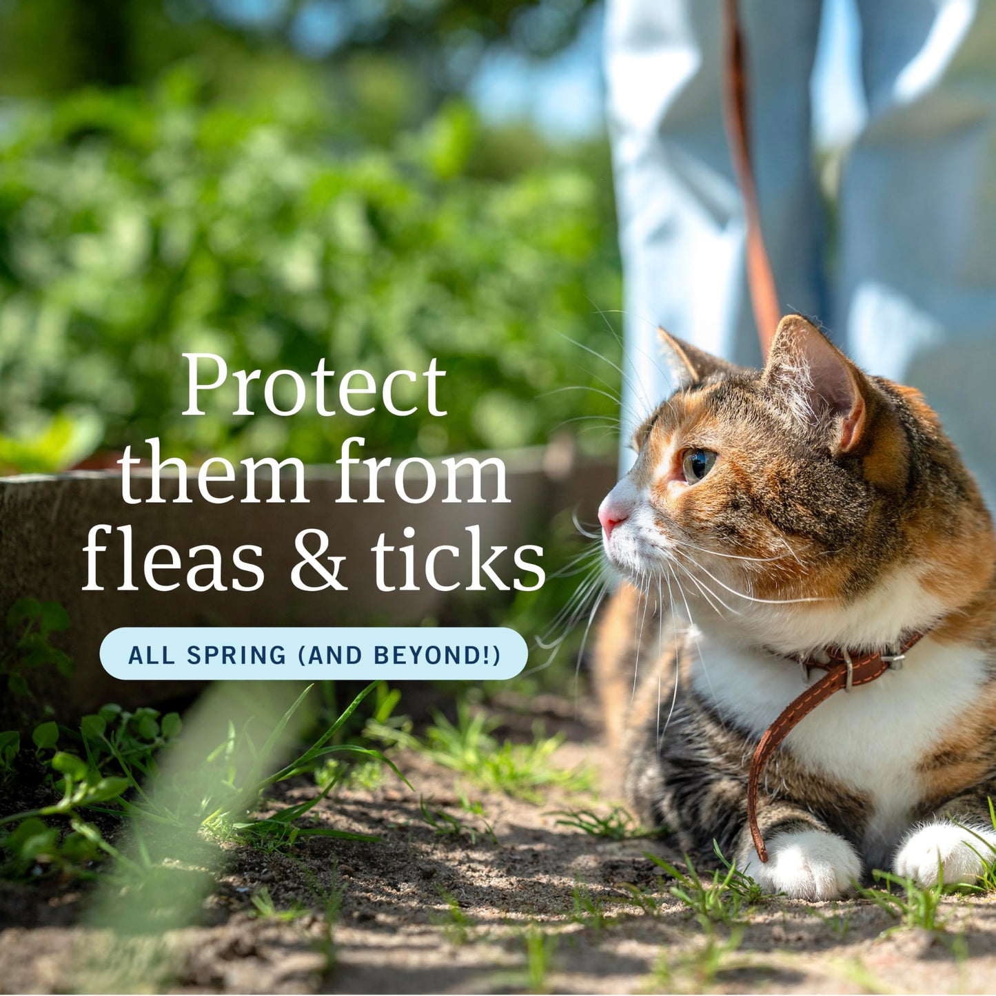 PetArmor Plus Flea and Tick Prevention for Dogs, Large Dog Flea and Tick Treatment, 6 Doses, Waterproof Topical, Fast Acting (45-88 lbs)